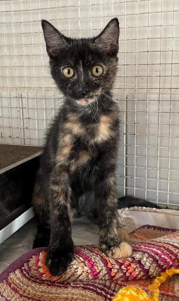 SCURA TENERA GATTINA Foto 2